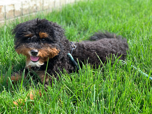 Insurance Agency «State Farm: Mansour Hasan», reviews and photos