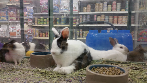 Pet Store «Petland Plano», reviews and photos, 1301 Custer Rd #405, Plano, TX 75075, USA