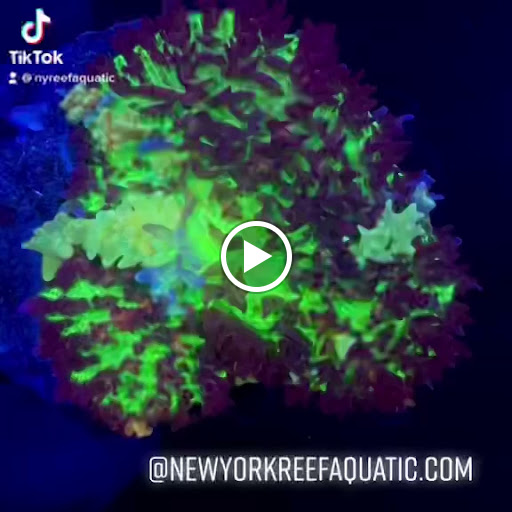 Tropical Fish Store «New York Reef Aquatic», reviews and photos, 45-62 162nd St, Flushing, NY 11358, USA