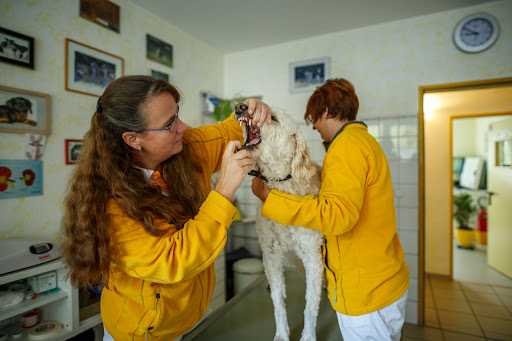 Tierarztpraxis Dr. Astrid von Rauchhaupt unter Homburg, Saarland