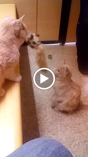 Pet Supply Store «PetSmart», reviews and photos, 1460 Koester Rd, Forsyth, IL 62535, USA