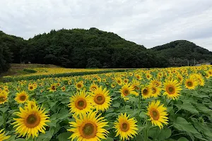 Midori Sunflower Park image