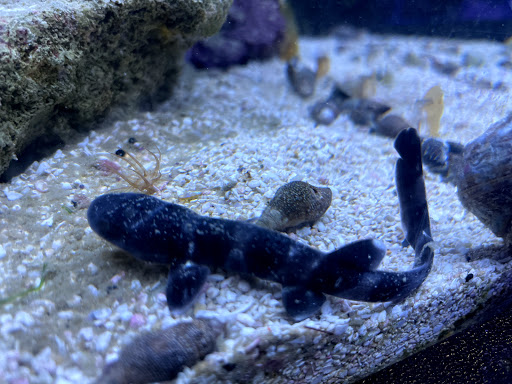 Tropical Fish Store «Tropical Pet Oasis», reviews and photos, 10218 Progress Ln, Parker, CO 80134, USA