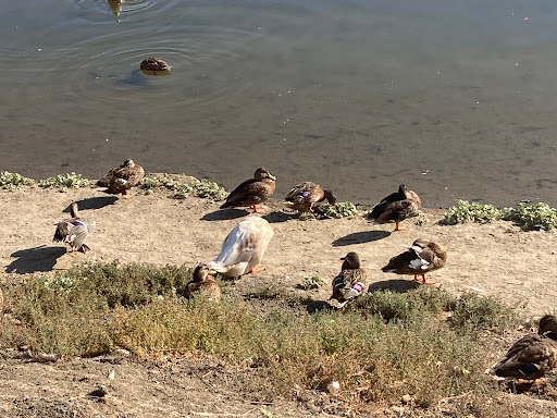 Park «Laguna Niguel Regional Park», reviews and photos, 28241 La Paz Rd, Laguna Niguel, CA 92677, USA