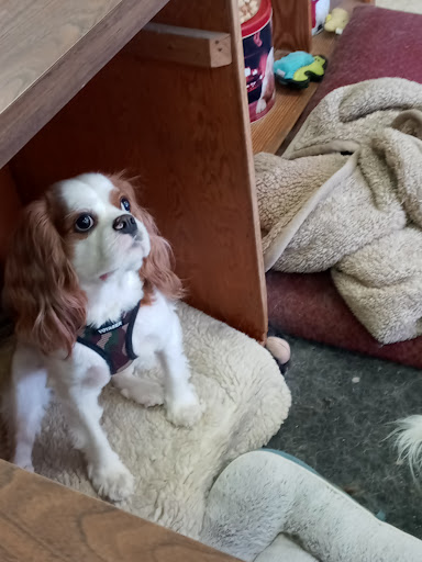 Pet Supply Store «Powell Pet Food & Supply», reviews and photos, 2309 W Emory Rd, Powell, TN 37849, USA