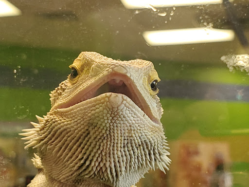 Pet Store «Something Fishy Pets», reviews and photos, 29 Towne Centre Ln, Fox Lake, IL 60020, USA