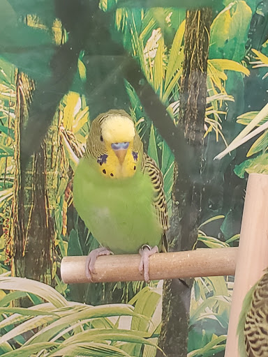 Pet Supply Store «Petco Animal Supplies», reviews and photos, 3520 Veterans Memorial Blvd, Metairie, LA 70002, USA