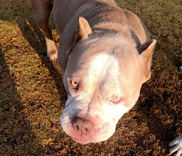 CAN CITY... spa perros photo