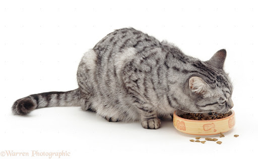 Pet Store «PetSaver Healthy Pet Superstore (Brighton Location)», reviews and photos, 2947 Monroe Ave, Rochester, NY 14618, USA