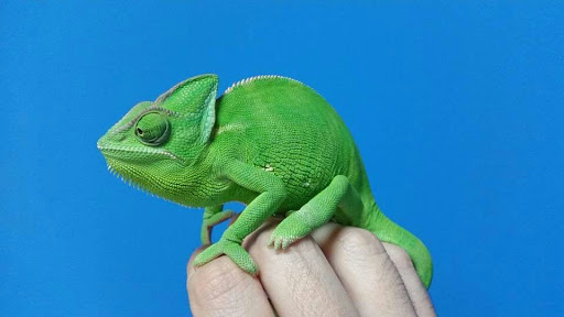 Harkito