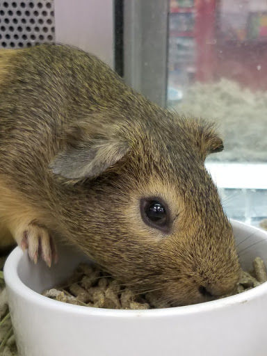 Pet Supply Store «Petco Animal Supplies», reviews and photos, 1951 N Military Trl c, West Palm Beach, FL 33409, USA