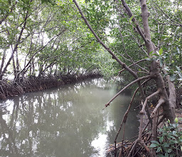 Mangrove relay Pandang Travel Site photo