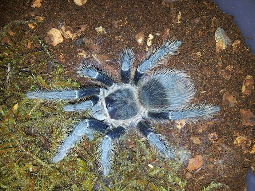 Pet Store «Gills And Thrills Pet Shop», reviews and photos, 204 E 8th St, Lockport, IL 60441, USA