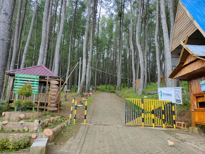 Hutan Pinus Bulu Tanah