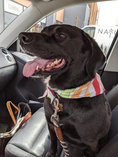 Pet Groomer «Hotdog! Pet Salon», reviews and photos, 629 1st Ave N, Fargo, ND 58102, USA