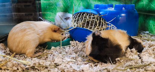 Pet Supply Store «PetSmart», reviews and photos, 8014 Old Carriage Ct, Shakopee, MN 55379, USA