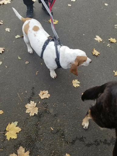 Park «Grover Cleveland Park», reviews and photos, Brookside Ave & Runnymede Rd, Essex Fells, NJ 07021, USA