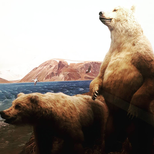 Natural History Museum «Yale Peabody Museum of Natural History», reviews and photos, 170 Whitney Ave, New Haven, CT 06511, USA