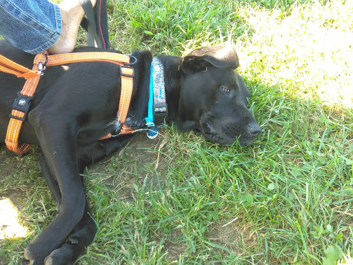 Park «Bonsall Park», reviews and photos, 3000 Silverside Rd, Wilmington, DE 19810, USA