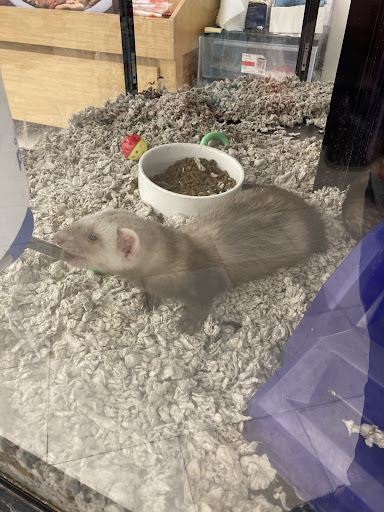 Pet Supply Store «Petco Animal Supplies», reviews and photos, 12163 Sheridan Blvd, Broomfield, CO 80020, USA