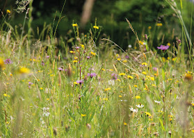 Dinkel Garten AG