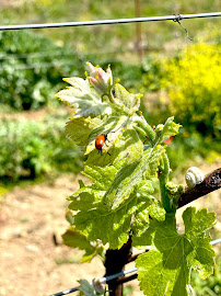 Photos du propriétaire du Restaurant CHATEAU DE LA ROQUE FORCADE à Peypin - n°16