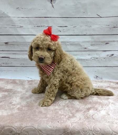 Pet Store «Happiness Is Pets Vi», reviews and photos, 616 E Roosevelt Rd, Lombard, IL 60148, USA