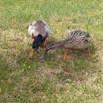Photo n°13 de l'avis de Tere. fait le 16/04/2023 à 14:32 sur le  Acqua di Lago à Masseria
