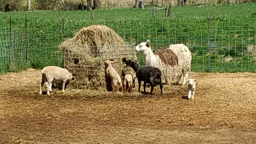 Tourist Attraction «Shawhaven Farm», reviews and photos, 1826 Rolfe Rd, Mason, MI 48854, USA