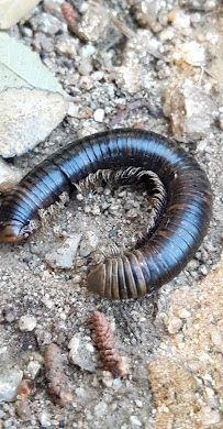 Outstanding Pest Solutions - Photo 5 - Car repair in , San Diego