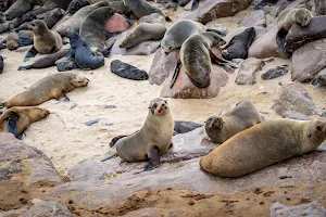 Cape Cross Seal Reserve image