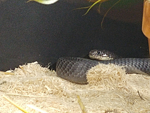 Zoo «Reptile Zoo», reviews and photos, 22715 US-2, Monroe, WA 98272, USA