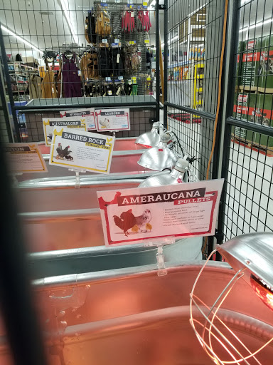 Home Improvement Store «Tractor Supply Co.», reviews and photos, 154 Vestal Pkwy W, Vestal, NY 13850, USA