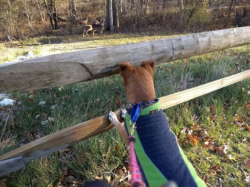 Nature Preserve «Forest Glen Woods», reviews and photos, 5420 N Forest Glen Ave, Chicago, IL 60630, USA