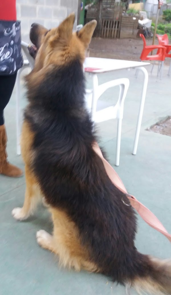 Imagen de Residencia Canina la Sentiu (17 de 20)