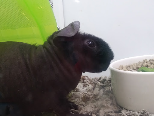 Pet Supply Store «Petco Animal Supplies», reviews and photos, 10190 W McDowell Rd, Avondale, AZ 85323, USA