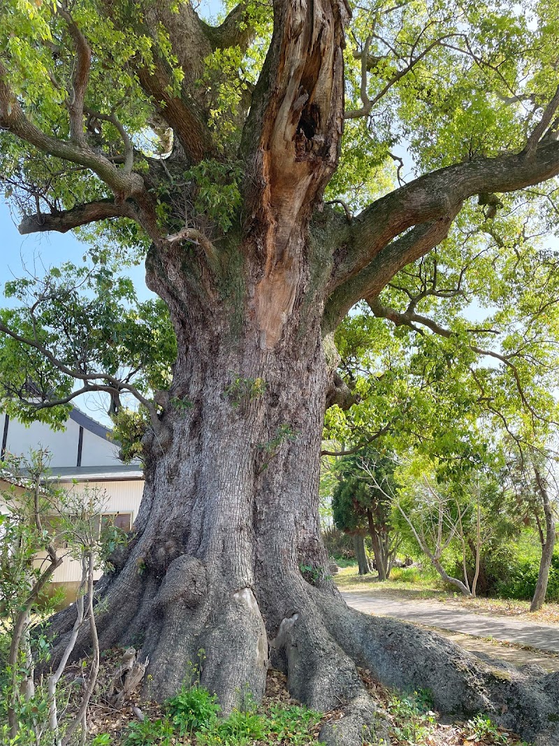 津慈八幡神社のクスノキ