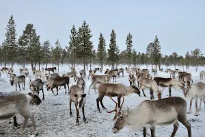Reindeer Farm Petri Mattus (on RESERVATION only) image