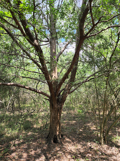 Park «Sheldon Lake State Park and Environmental Learning Center», reviews and photos, 14140 Garrett Rd, Houston, TX 77044, USA