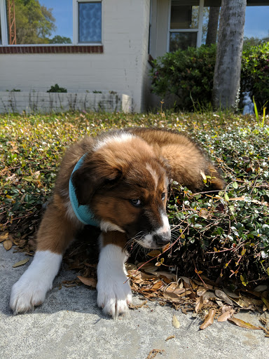 Pet Supply Store «Pet Supermarket, Inc.», reviews and photos, 1511 N Woodland Blvd, DeLand, FL 32720, USA