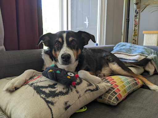 Pet Supply Store «Mud Bay», reviews and photos, 3804 Bridgeport Way W, University Place, WA 98466, USA