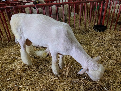 Fairground «Kentucky State Fair Ground», reviews and photos, Crittenden Dr, Louisville, KY 40209, USA
