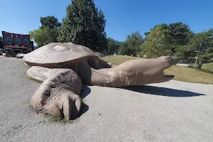 Turtle Playground image