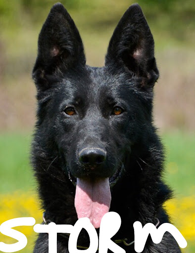 Dog Trainer «K9 Penn Dog Training Services», reviews and photos, 475 Sandy Ln, Surfside Beach, SC 29575, USA