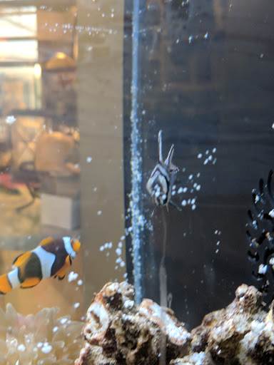 Tropical Fish Store «Oceanside Aquariums», reviews and photos, 2176 N Mt Juliet Rd #105, Mt Juliet, TN 37122, USA