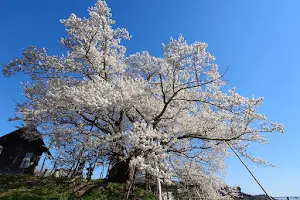 素桜神社 神代桜 image