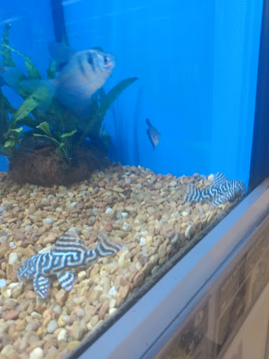 Pet Supply Store «Petco Animal Supplies», reviews and photos, 801 W Lake Ave, Peoria, IL 61614, USA