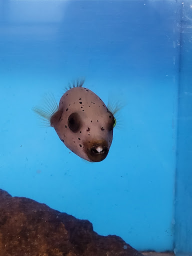 Aquarium Shop «Aquarium Arts», reviews and photos, 1810 W Baseline Rd #1, Mesa, AZ 85202, USA