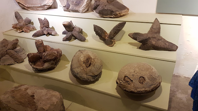 Anmeldelser af Fossil- og Molermuseet i Maribo - Museum