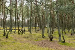 Dancing Forest image